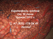 Картофель оптом. Урожай 2012 г.