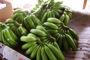 Оптовые поставки бананов