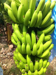 Бананы кавендиш